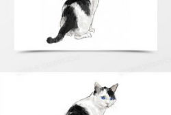 猫漫画黑白,漫绘时光里的喵星人奇遇记